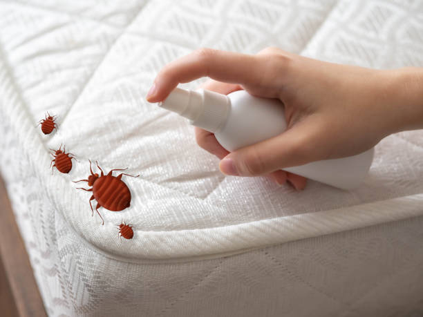 Best Ant Control Services  in Kenneth City, FL