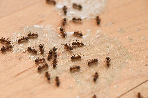 Best Pest Removal Services  in Kenneth City, FL